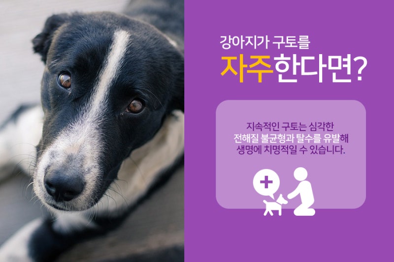 강아지가 토할때 확인해야 하는것은? (구토 원인/질병) : 네이버 블로그