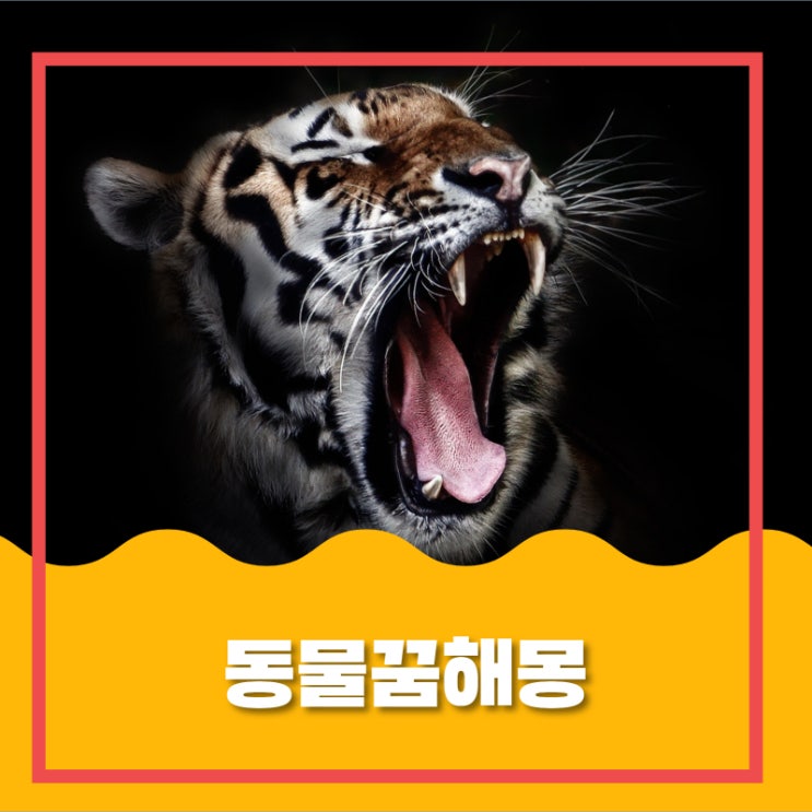  동물 꿈해몽 함께 알아봅시다!