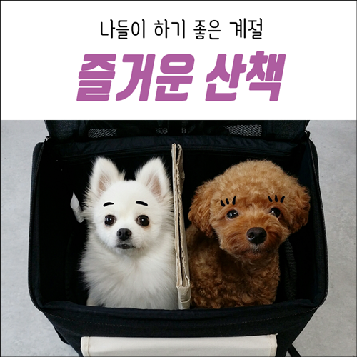  즐거운 나들이 개산책 신난다개~