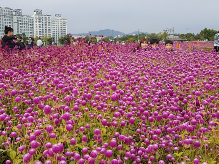  양주 나리공원 천일홍축제 다녀오다~ 가실분들 필수팁~