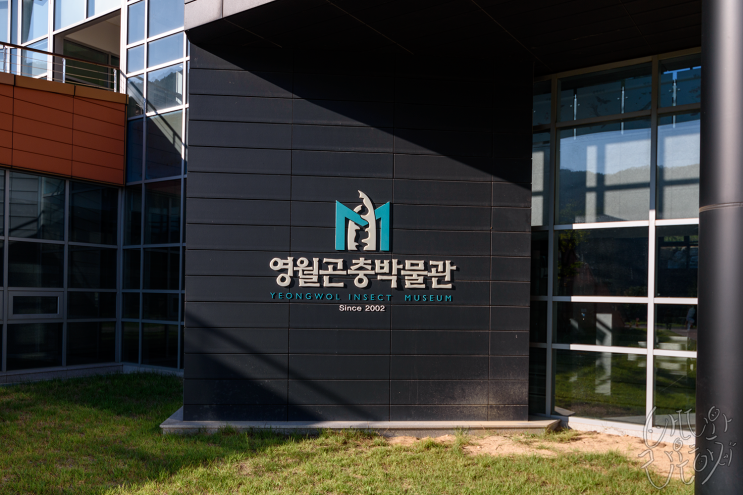  [영월] 곤충의 생태를 알 수 있었던 영월곤충박물관.