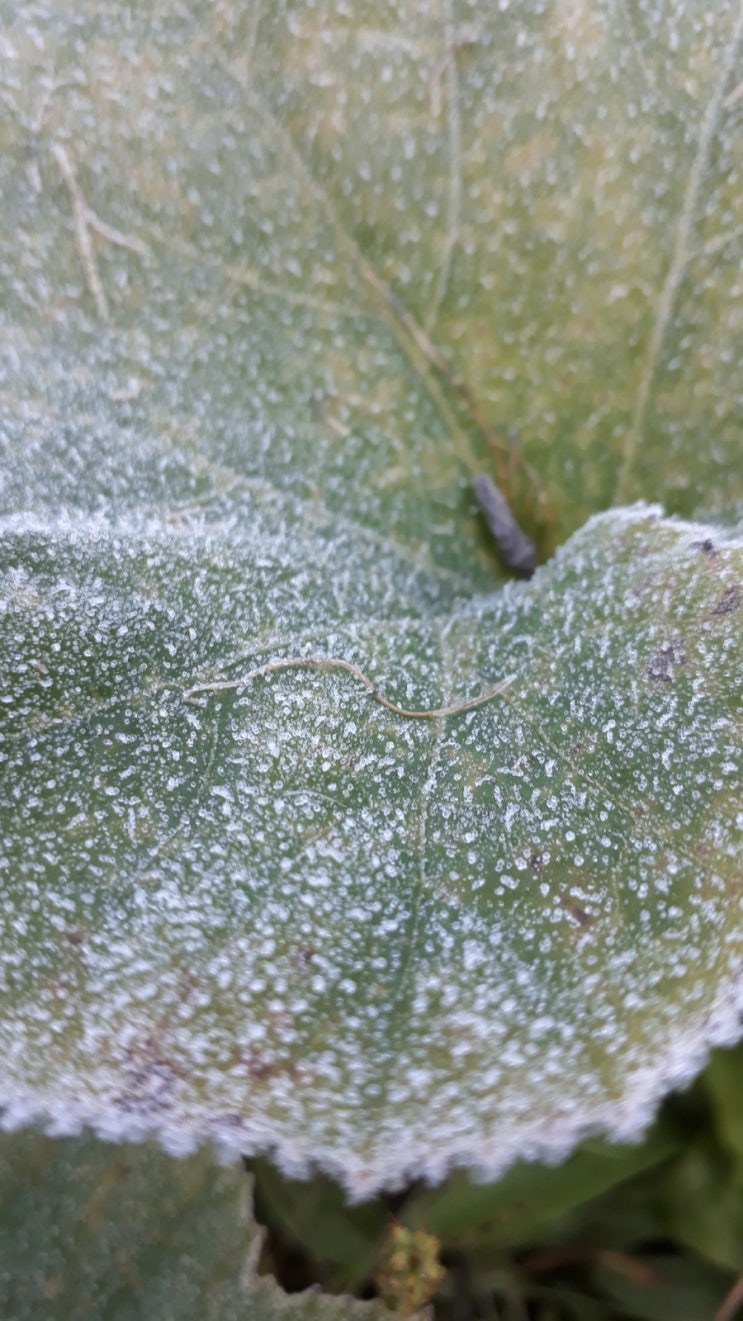 서리가 내렸어요.