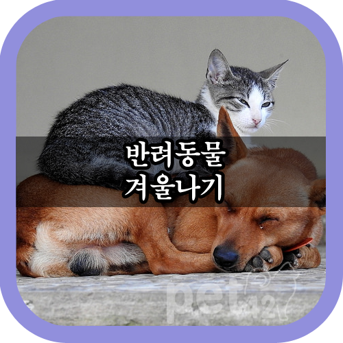  강아지 고양이 겨울나기 추위 이겨내기
