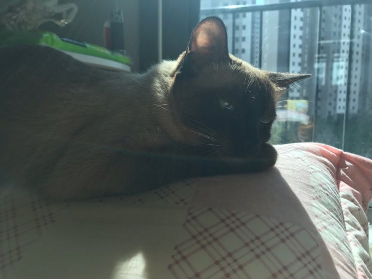  [고양이/일상] 이사오고 가장 좋은 것ღ