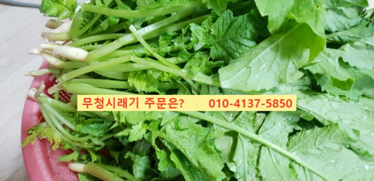  무청 솎기  솎은열무로 열무장아찌 만드는법 by 시래기 파는곳 & 가격