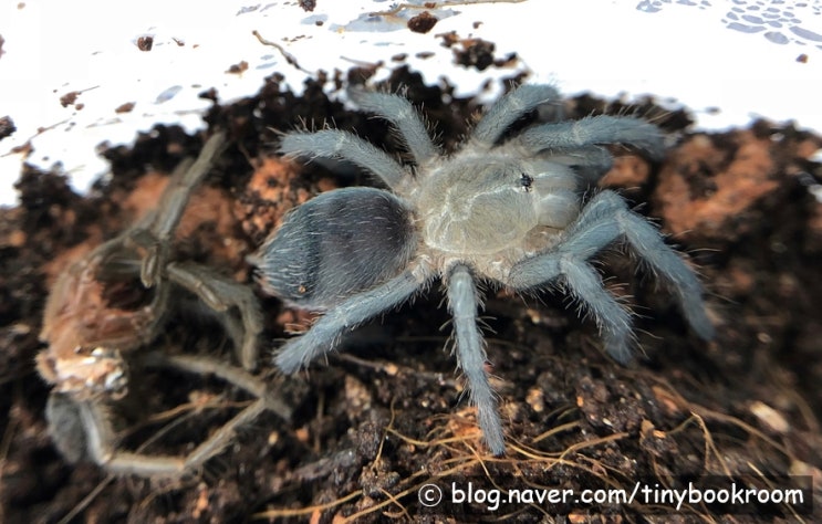 코스타리칸 제브라 "니카라과" 탈피 N1→N2 Aphonopelma seemanni "Nicaragua"