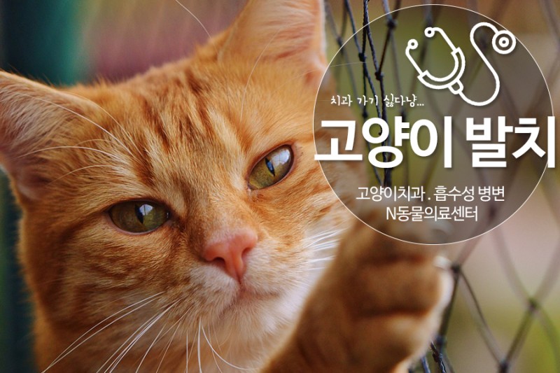 고양이 치아흡수성 병변으로 인한 전발치 (증상/치료) : 네이버 블로그