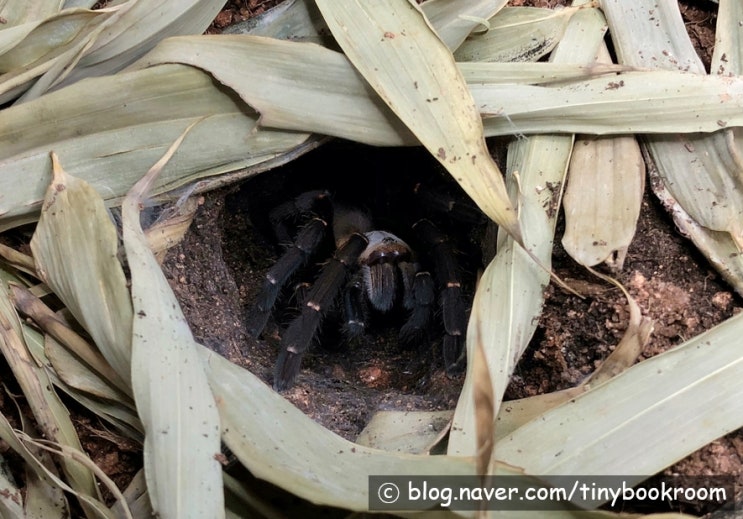 박마 어스 타이거 암컷 Haplopelma sp. "Bach Ma"