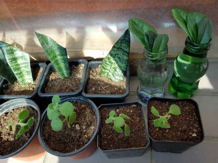 산세베리아 삽목하기