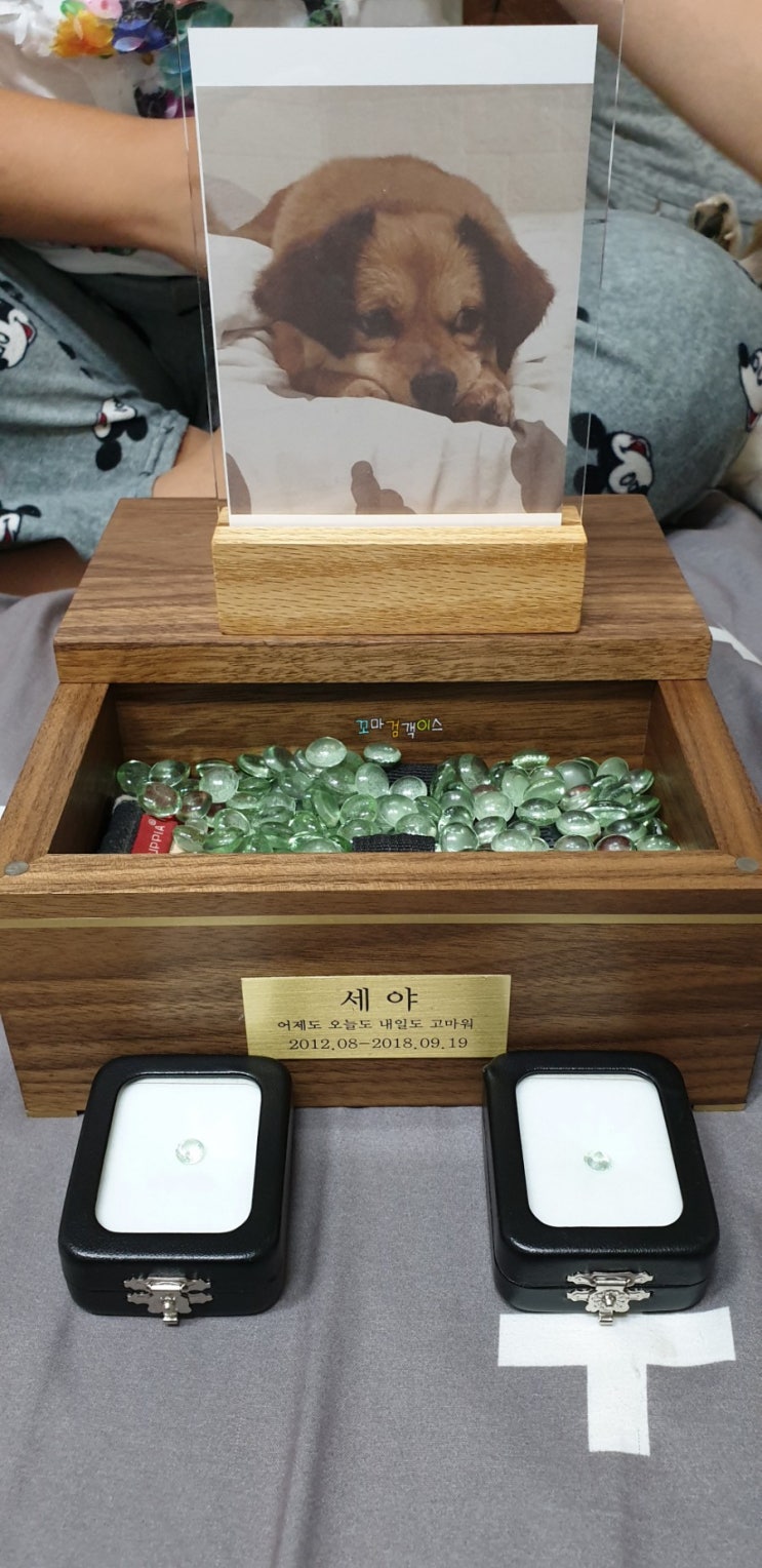  반려동물 강아지 장례와 사망신고까지, 안녕 세야