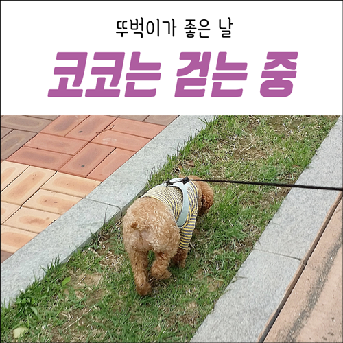 뚜벅이가 좋은 날 코코는 걷는 중