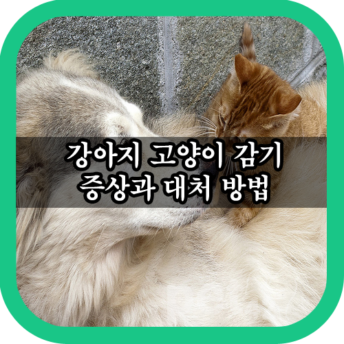  고양이 강아지 감기 증상과 대처 방법