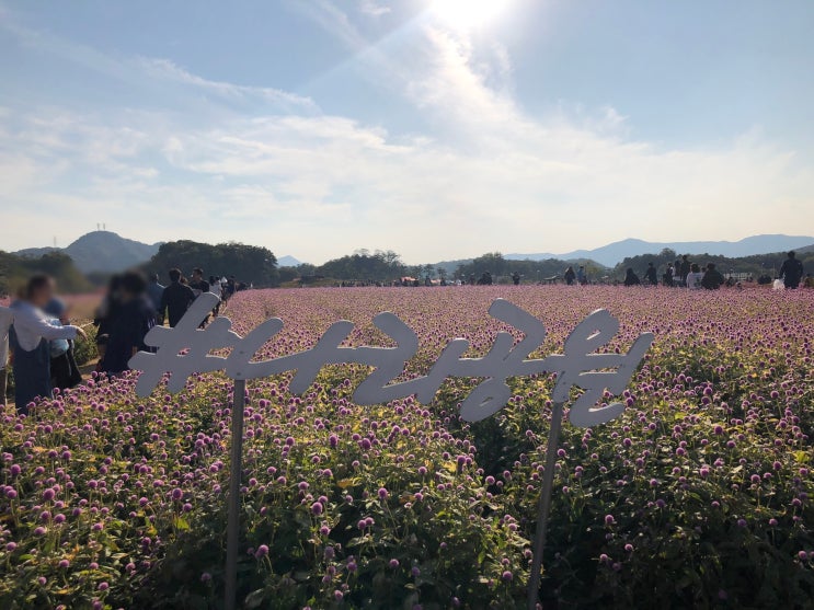  [양주여행] 경기도 가볼만한 곳 요즘 핫한 핑크뮬리 보러 '나리공원'으로 오세요!