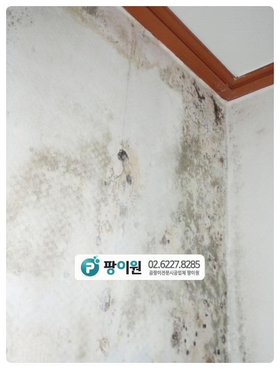  결로 현상 곰팡이 답은? 항균 단열공사!