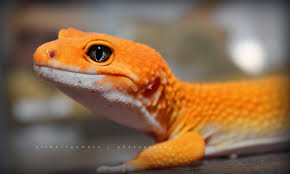 [MiniGecko]미니게코, Super Hypo Tangerine Carrot Tail Baldy (10/13)
