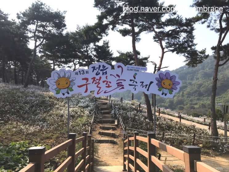181015 정읍 구절초축제
