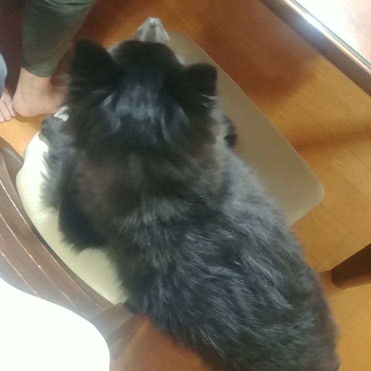  부산 서울촌놈에서 강아지 집사로 복귀했습니다.