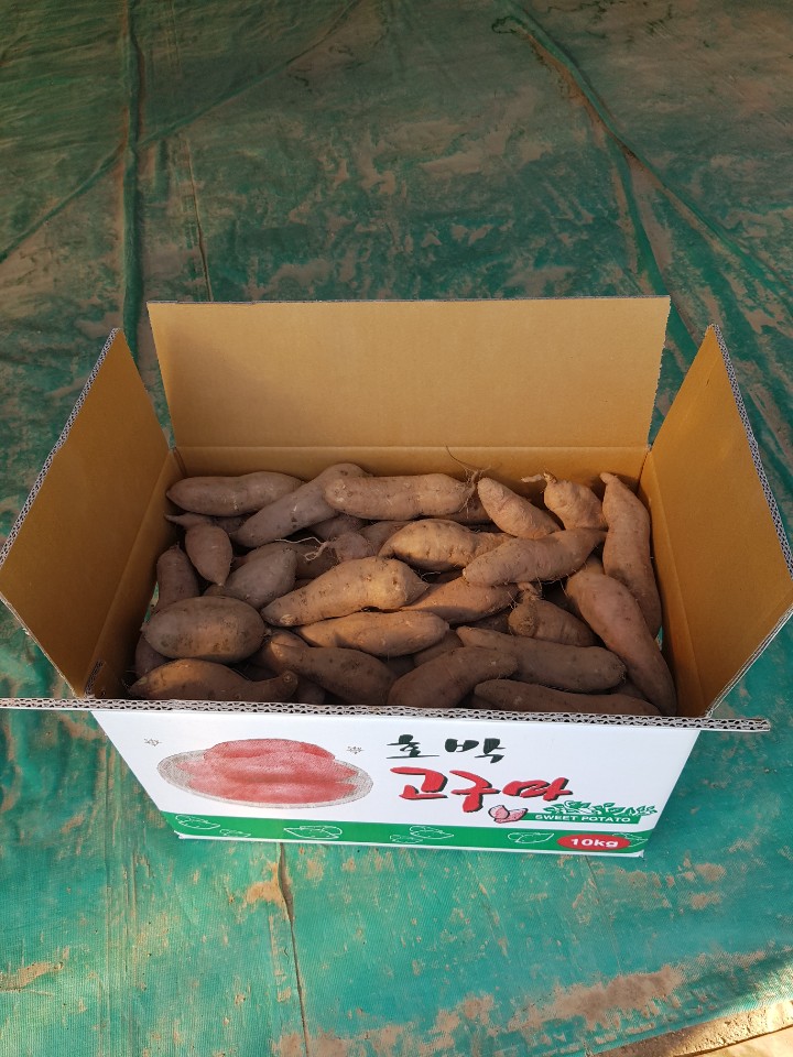  안면도 호박고구마 판매해요~