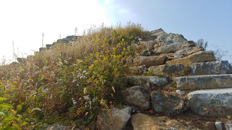 남한산성 남문, 제1남옹성, 제2남옹성, 제3남옹성 가을 야생화 탐방 남한산성 남문, 제1남옹성, 제2남옹성, 제3남옹성 가을 야생화 탐방