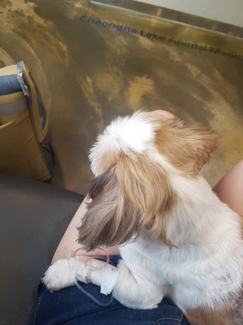 션이를 생각하며_반려동물 노래 : 네이버 블로그, image size:800x1067