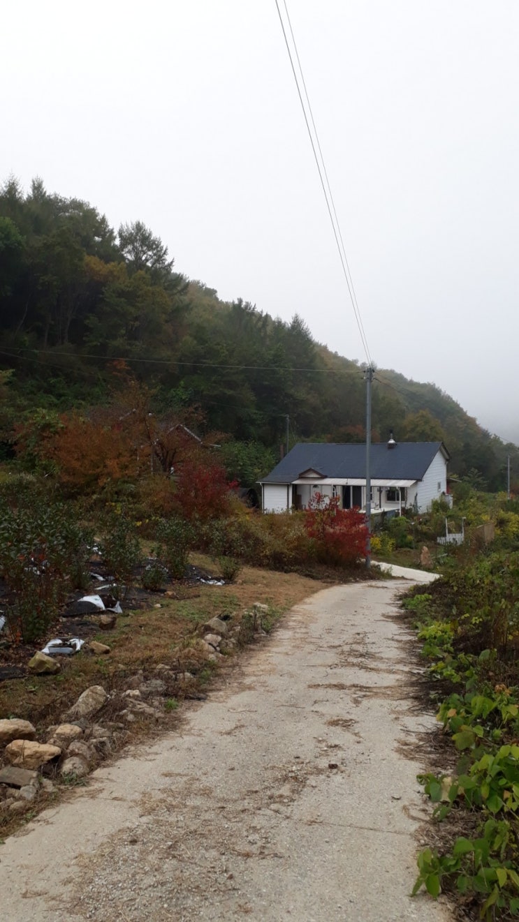 산골의 가을단풍
