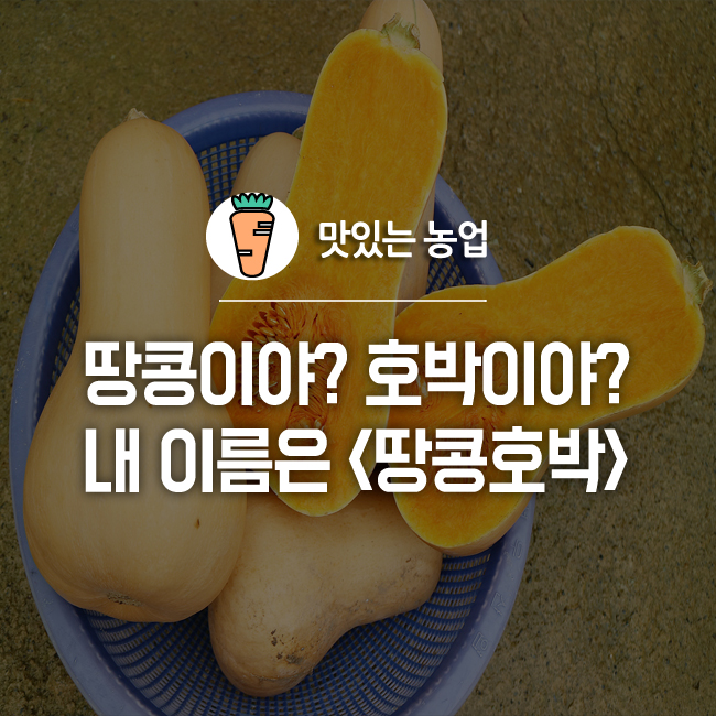  땅콩이야 호박이야? 내 이름은 <땅콩호박>