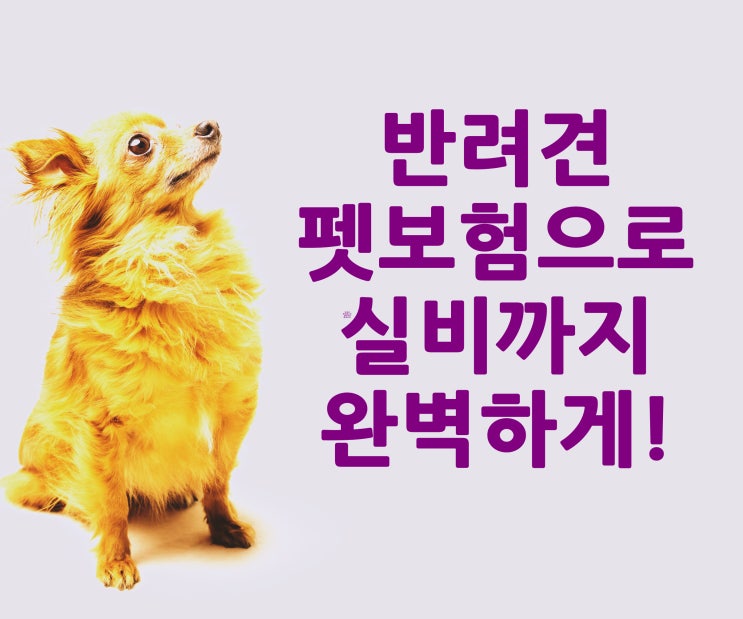  메리츠 펫보험 펫퍼민트 강아지 반려견 실비까지 완벽보장