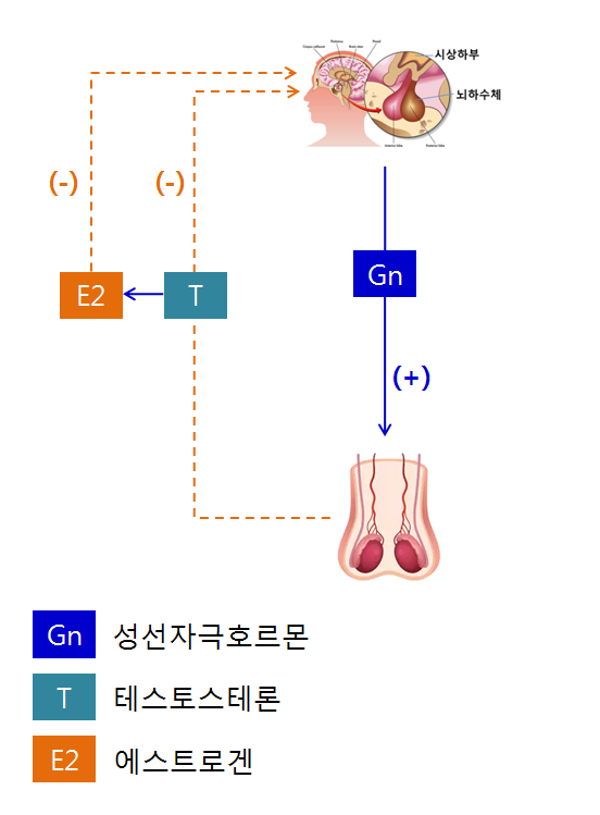  테스토스테론 회복 요법