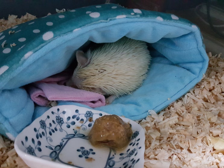  고슴도치 뒷다리 좋아질수 있을런지