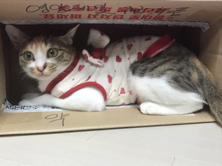 [고양이/일상] 울애기들, 보고싶었어!