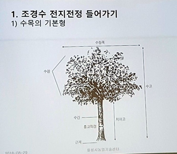  수목의 구조