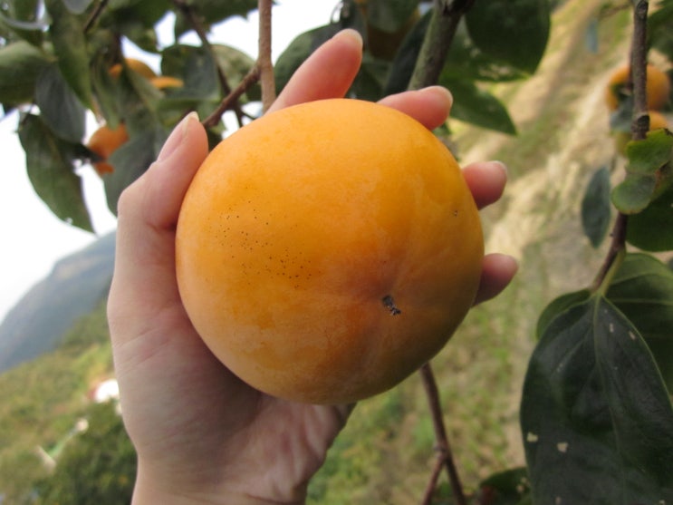  [마감,감사합니다]산지직송[고흥단감 직거래] 단감 판매, 친환경 단감 10kg