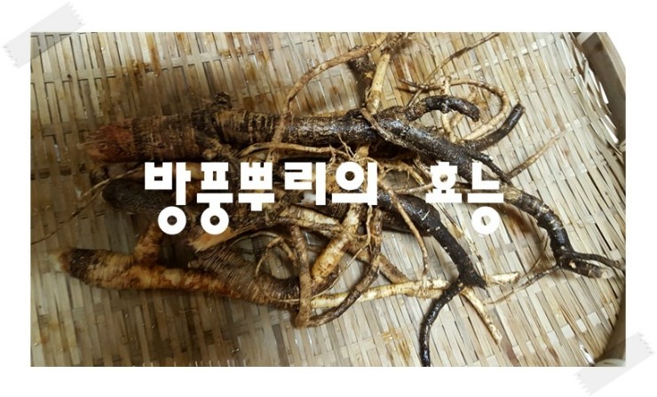  방풍뿌리의 효능 알아보아여~~~