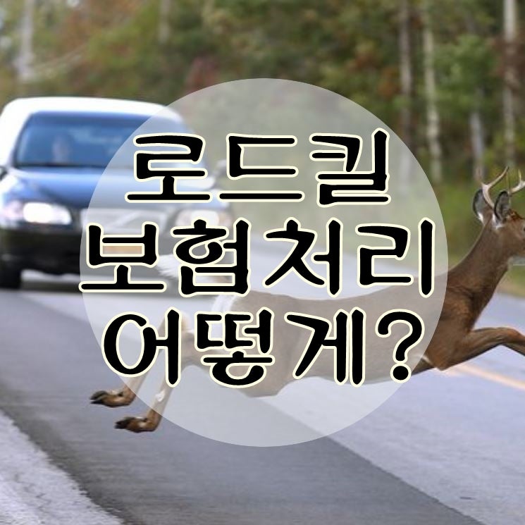 고라니 로드킬 보험처리 받을수 있을까?