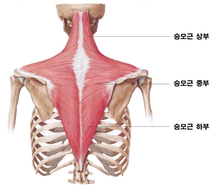 더멋짐피트니스 이미지