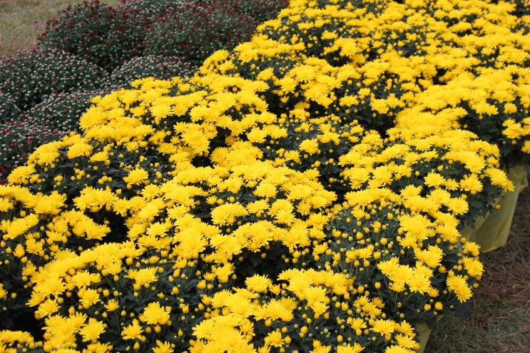 광주근교나들이 장성 황룡강 노란꽃잔치 10억송이 가을 꽃구경