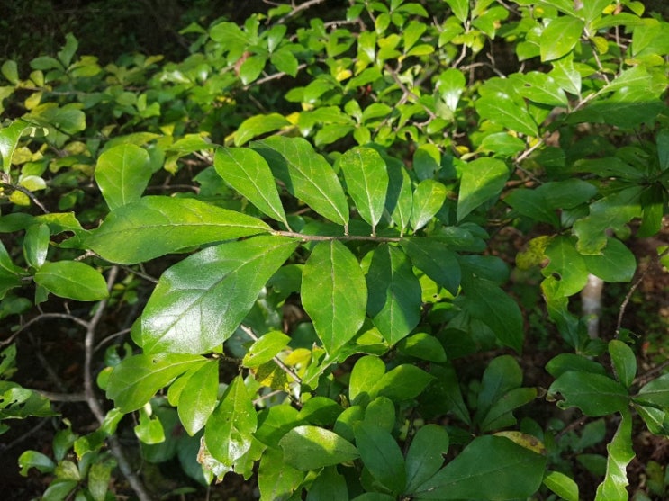 교래 곶자왈_네이처링