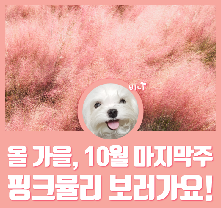  올 가을 마지막 핑크뮬리! 보러가요 /  핑크뮬리 관광지 총정리 / 경주 핑크뮬리 / 서울 핑크뮬리 / 제주 핑크뮬리 / 순천 핑크뮬리 / 남원 핑크뮬리