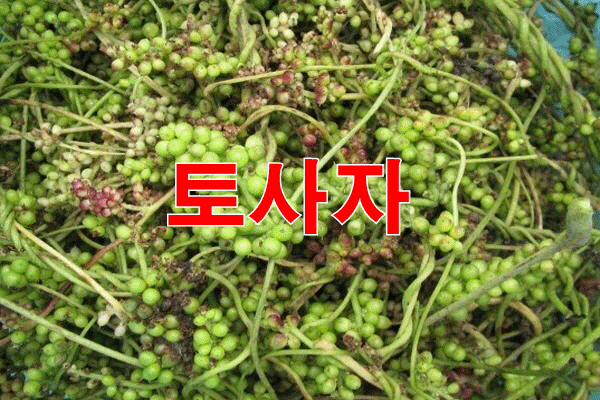 정력에 좋은 약초가 변한 남편? 12