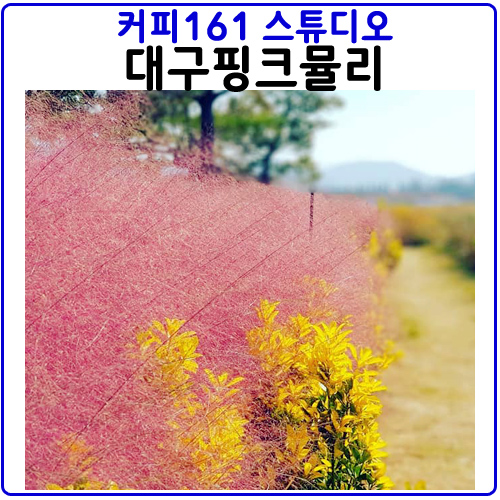  161커피스튜디오.대구현풍에서 핑크뮬리를 만나자
