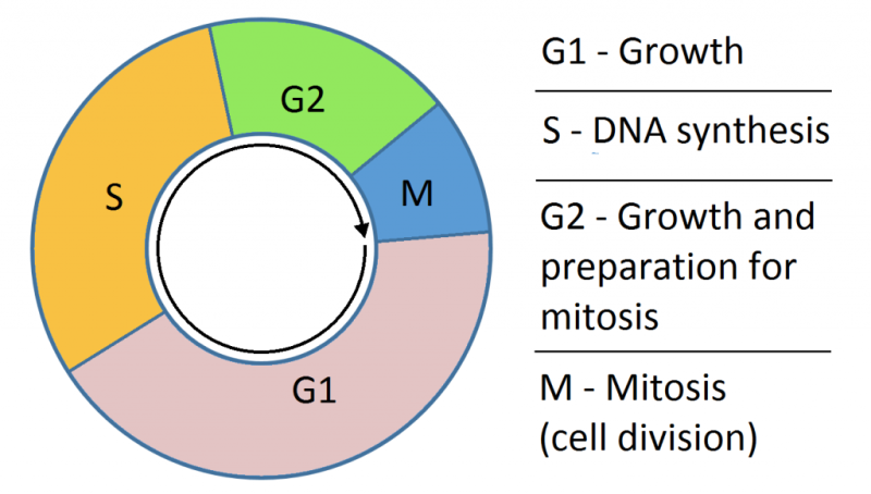 ์ธํฌ ์ฃผ๊ธฐ (cell cycle) : ๋ค์ด๋ฒ ๋ธ๋ก๊ทธ Biology Diagrams