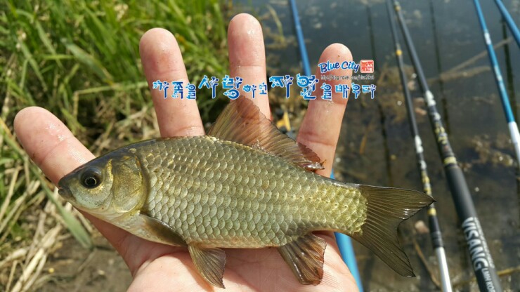  가을이 가기 전에 작은둠벙에서 붕어낚시