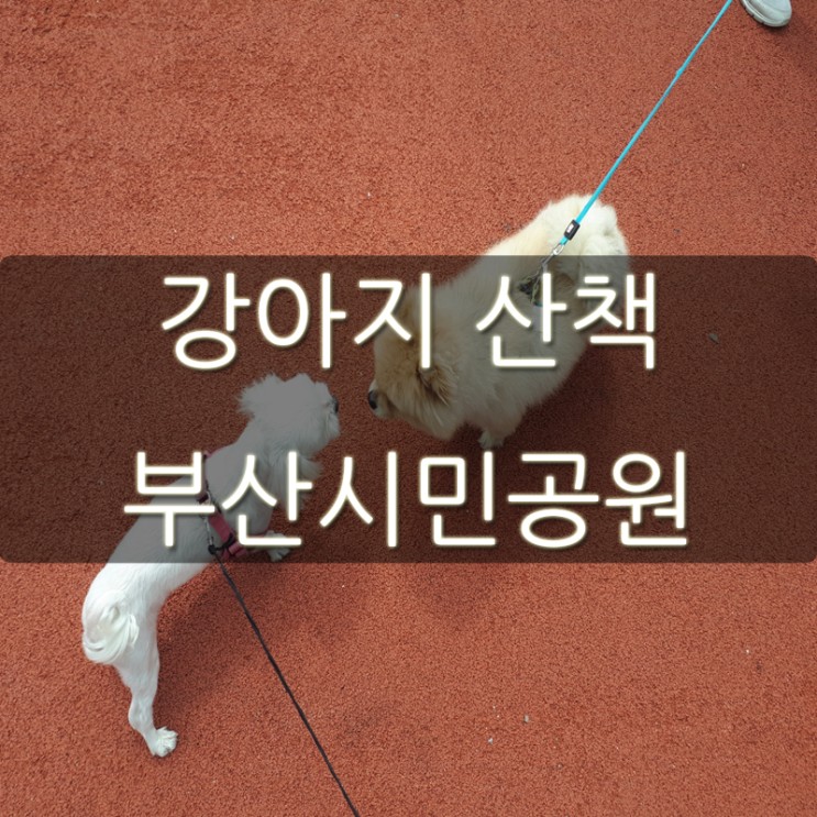 강아지 산책 부산시민공원에서 달리자!