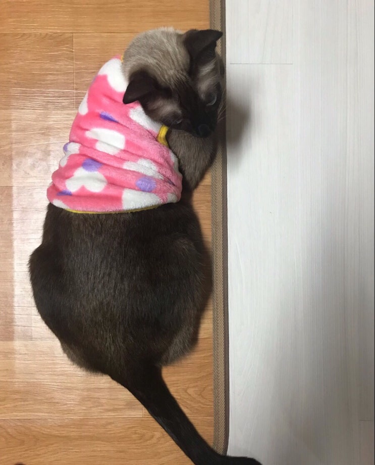  [고양이/일상] 개똥이, 산책하다!