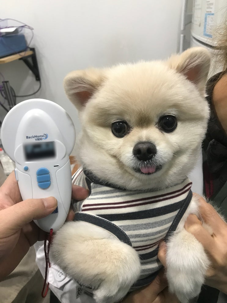 호주 애견 이민 검역 - 강아지 비행기, 카고 준비 호주 애견 이민 검역 - 강아지 비행기, 카고 준비