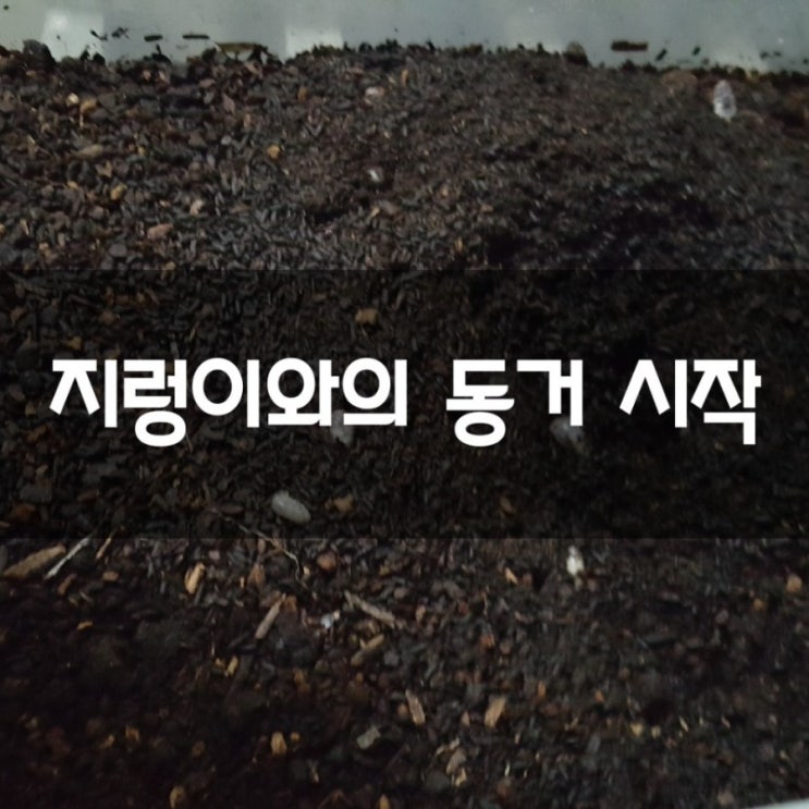  지렁이와의 동거 시작