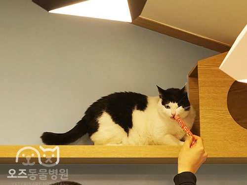 츄최몇 :: 챠오츄르 하루에 몇개까지 먹어도 될까요? : 네이버 블로그 츄최몇 :: 챠오츄르 하루에 몇개까지 먹어도 될까요? : 네이버 블로그