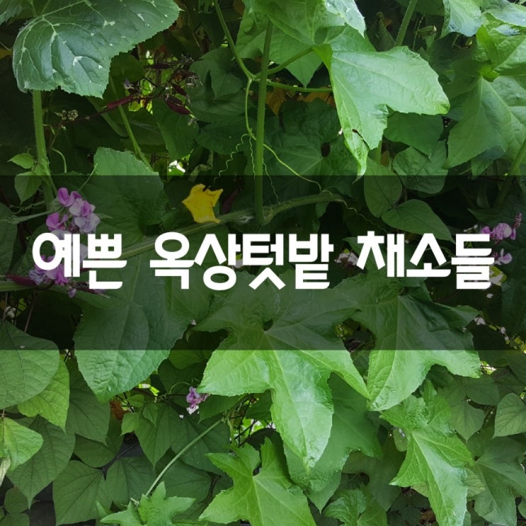  예쁜 옥상텃밭 채소들