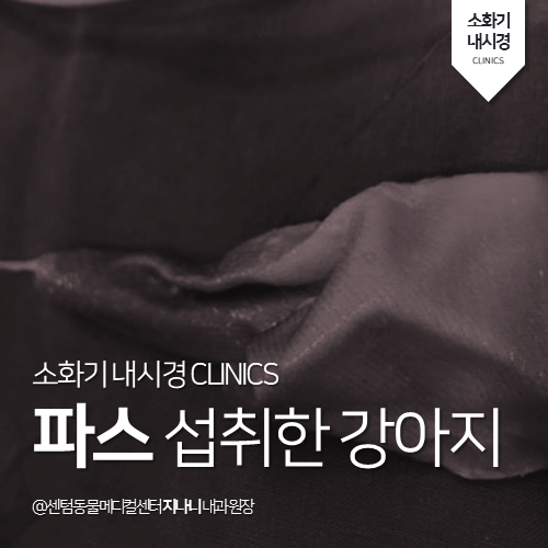  [내과] 파스 먹은 강아지, 이물제거 (부산 센텀동물메디컬센터, 365일 응급진료, 이물섭취, 내시경)