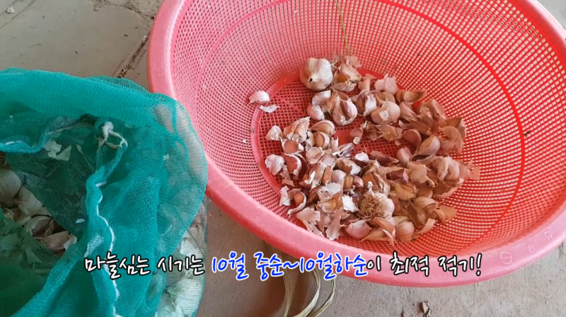 마늘재배기술 - 한지형마늘 심기 : 네이버 블로그 마늘재배기술 - 한지형마늘 심기 : 네이버 블로그